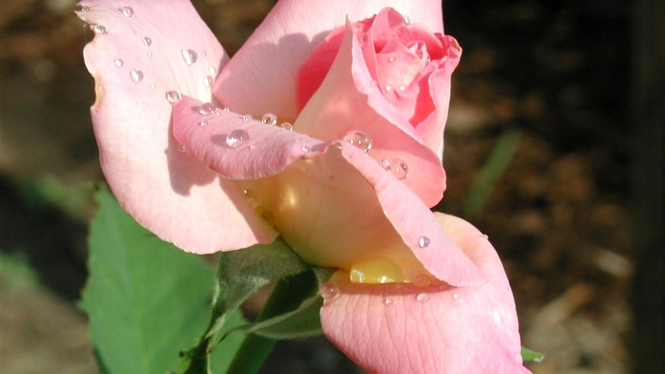 Rose photo super wallpaper #6 - 1366x768