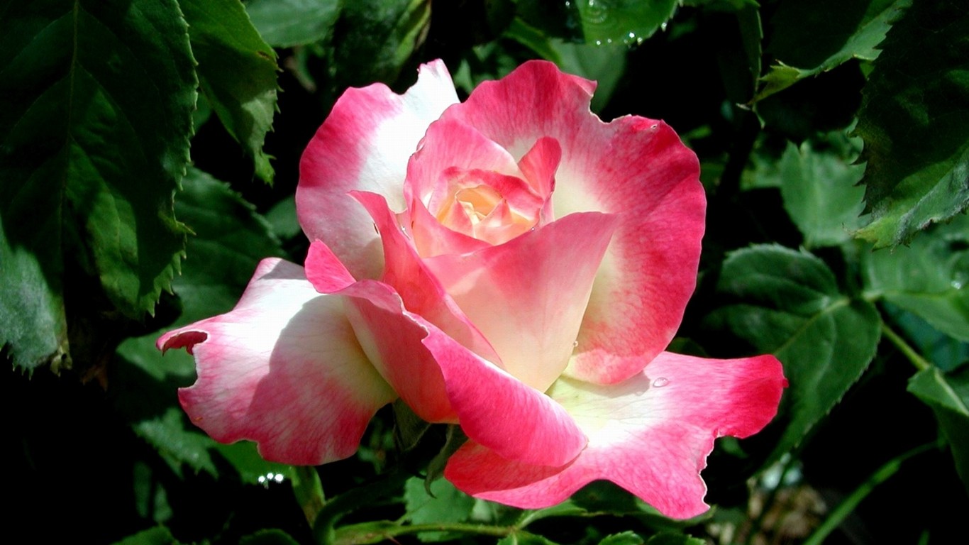 Rose foto super tapetu #15 - 1366x768