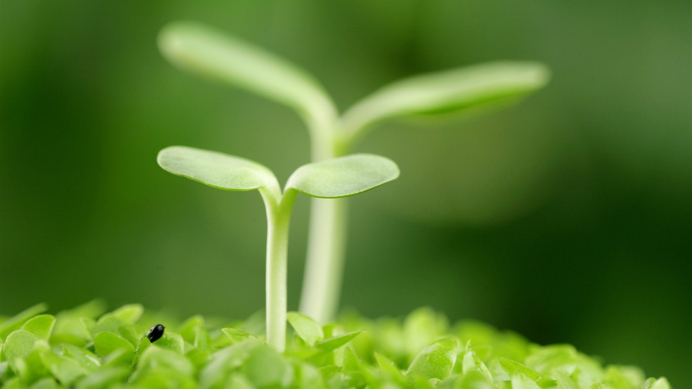 新芽嫩葉高清植物壁紙 #1 - 1366x768