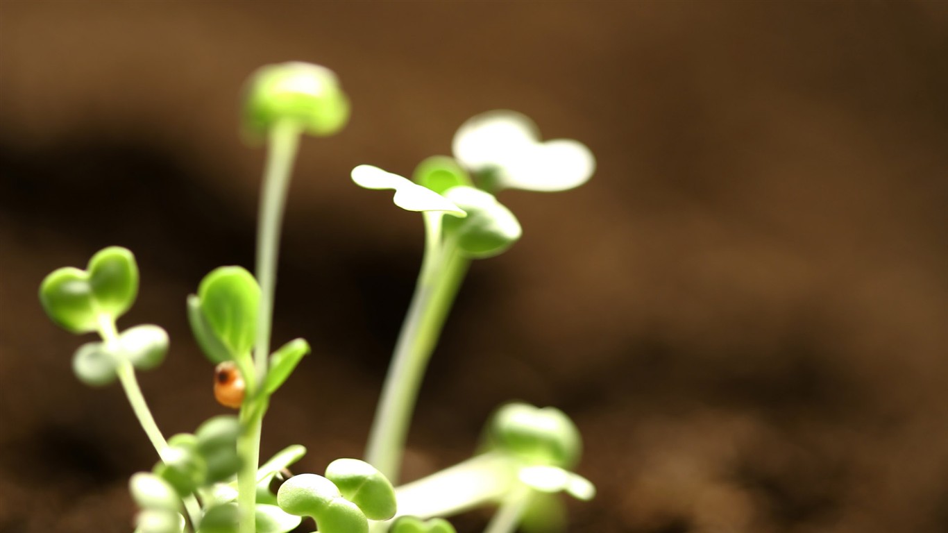 新芽嫩葉高清植物壁紙 #2 - 1366x768