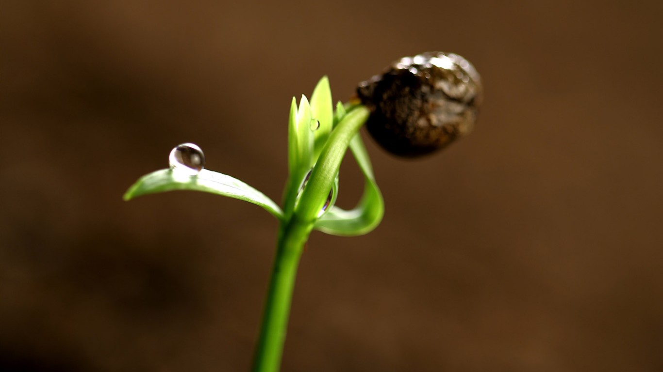 新芽嫩葉高清植物壁紙 #3 - 1366x768