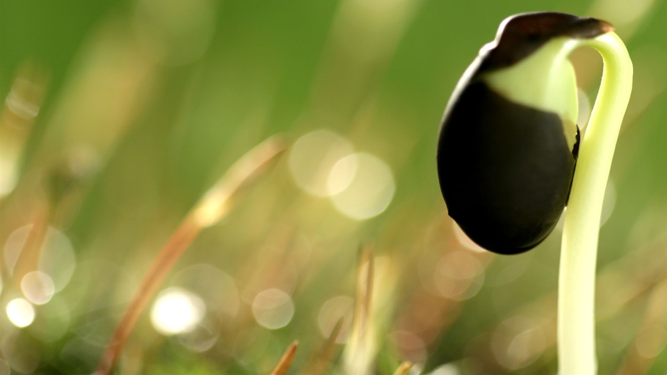 新芽嫩葉高清植物壁紙 #4 - 1366x768