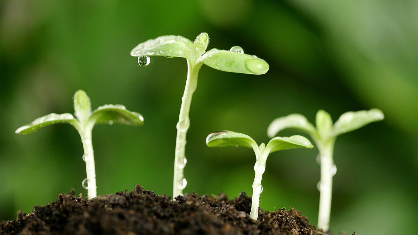 新芽嫩叶高清植物壁纸5 - 1366x768