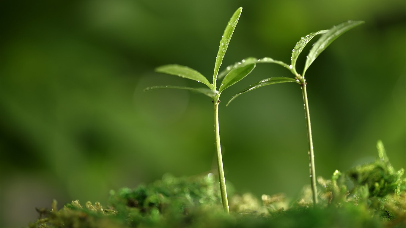 新芽嫩葉高清植物壁紙 #8 - 1366x768