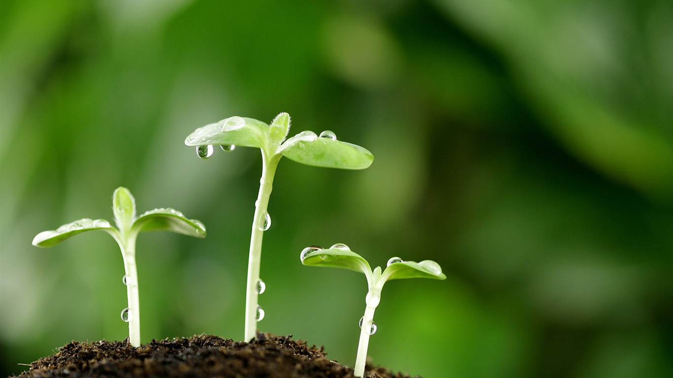 新芽嫩葉高清植物壁紙 #10 - 1366x768