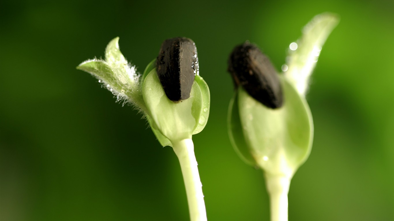 新芽嫩叶高清植物壁纸12 - 1366x768