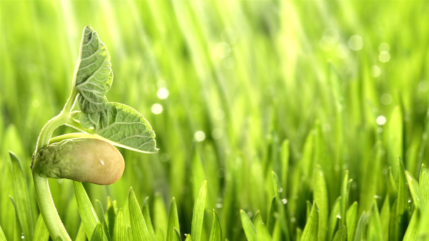 HD plants sprout leaves wallpaper #13 - 1366x768