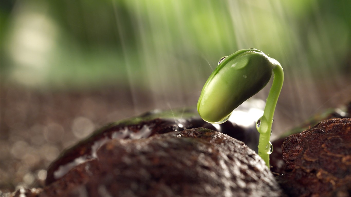HD plants sprout leaves wallpaper #17 - 1366x768