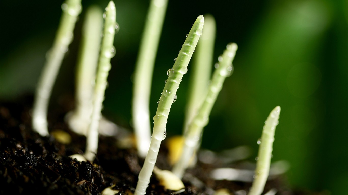新芽嫩葉高清植物壁紙 #18 - 1366x768