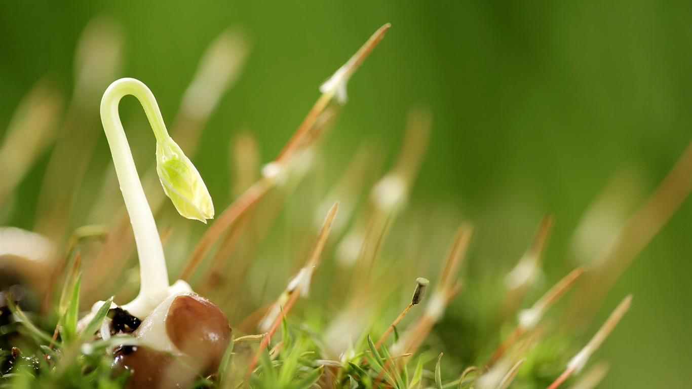 新芽嫩叶高清植物壁纸19 - 1366x768