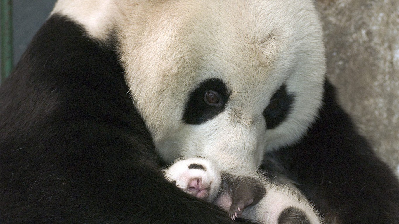 國寶熊貓壁紙專輯 #2 - 1366x768