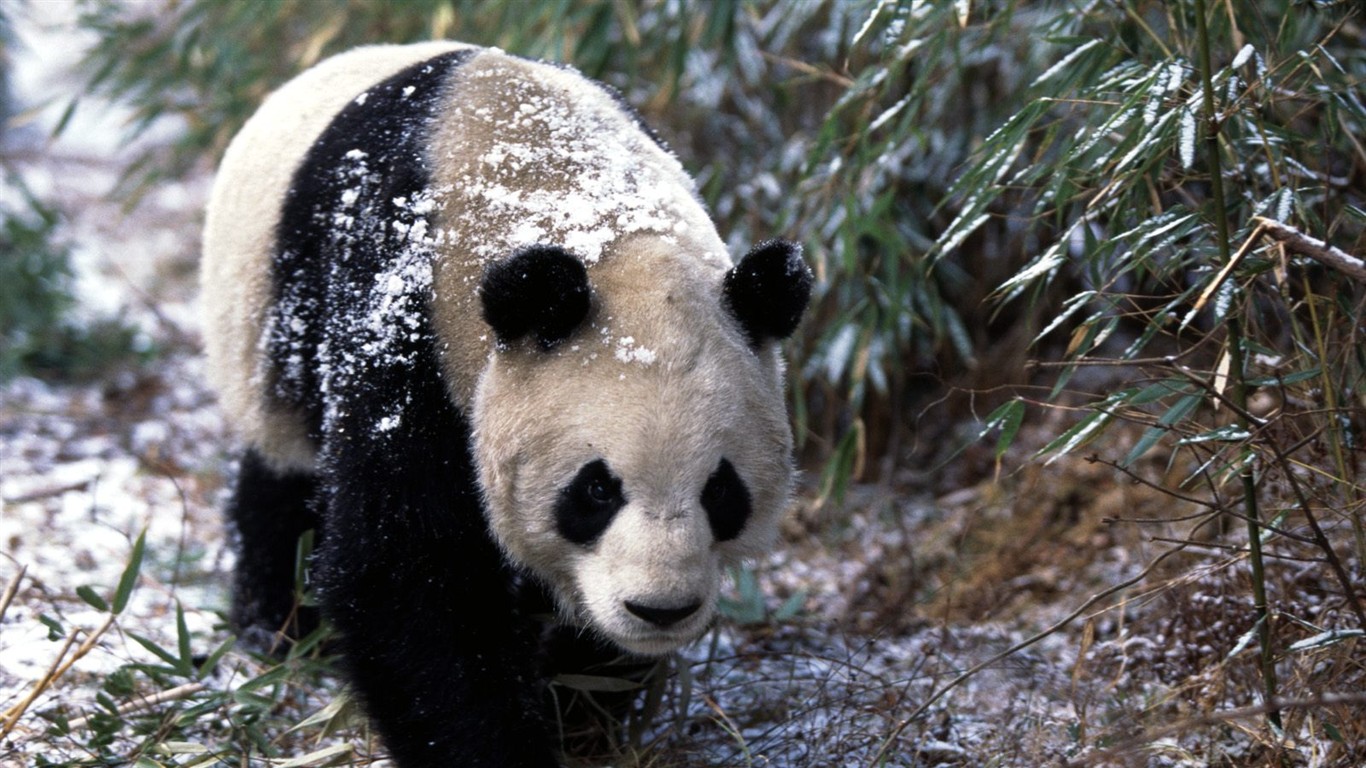 Panda wallpaper album #3 - 1366x768
