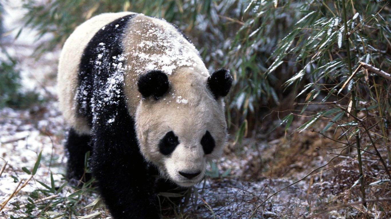 Panda álbum de fondo de pantalla #3 - 1366x768