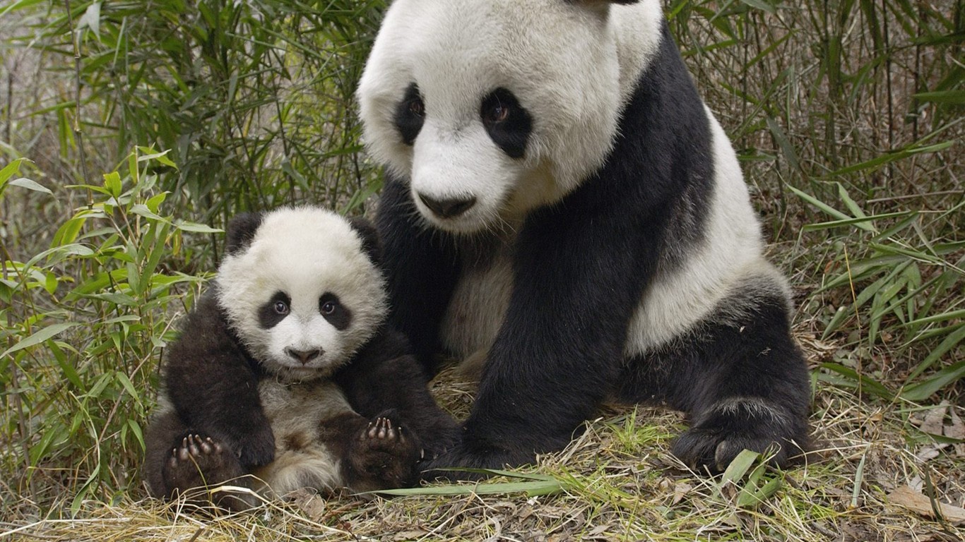 Panda álbum de fondo de pantalla #7 - 1366x768