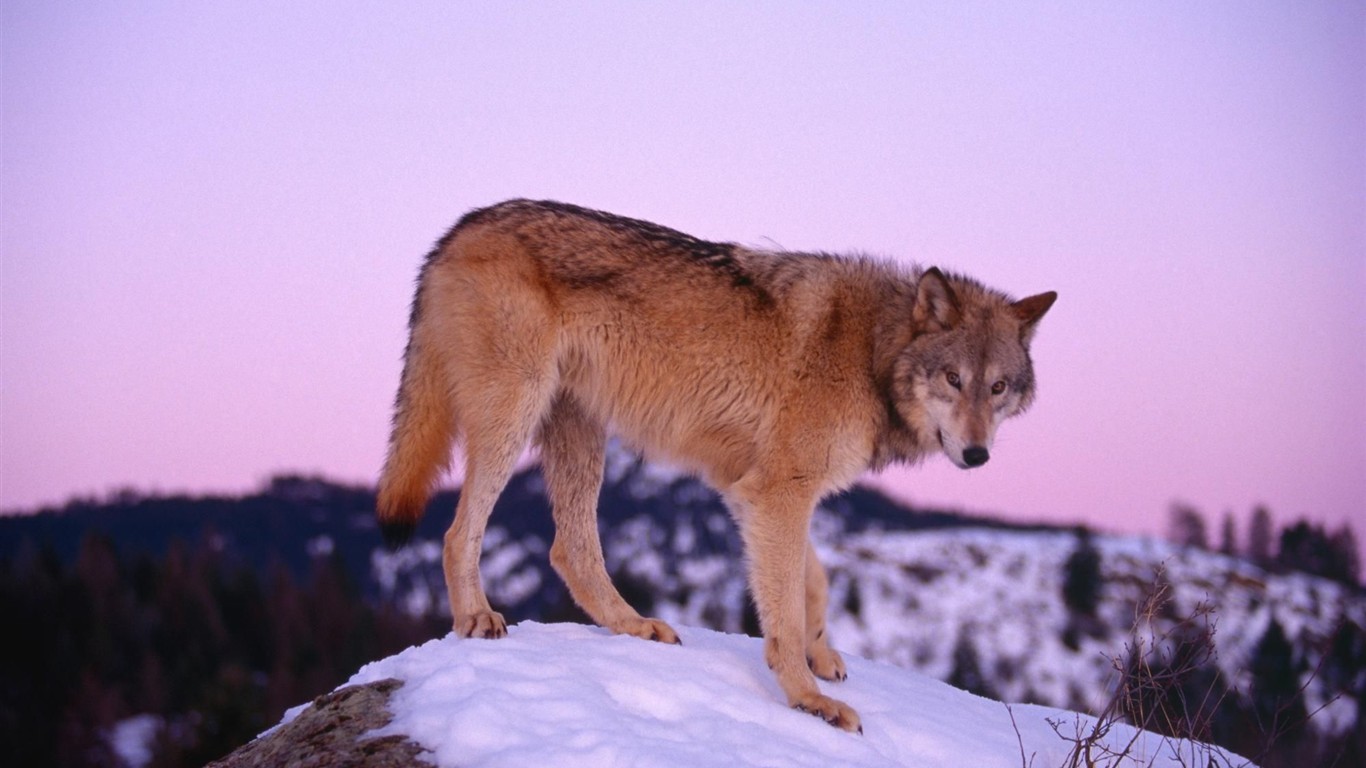 Wolf Wallpaper Album #3 - 1366x768