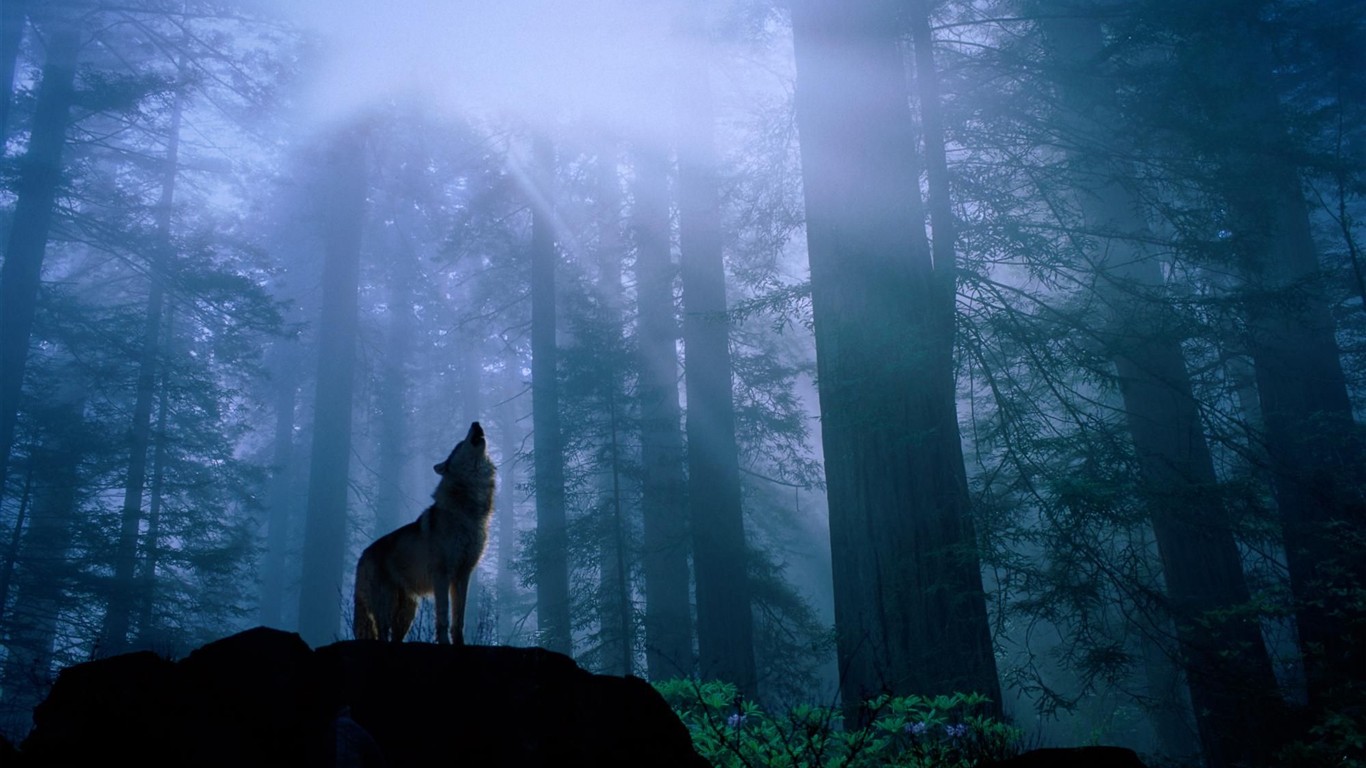 Wolf Wallpaper Album #6 - 1366x768