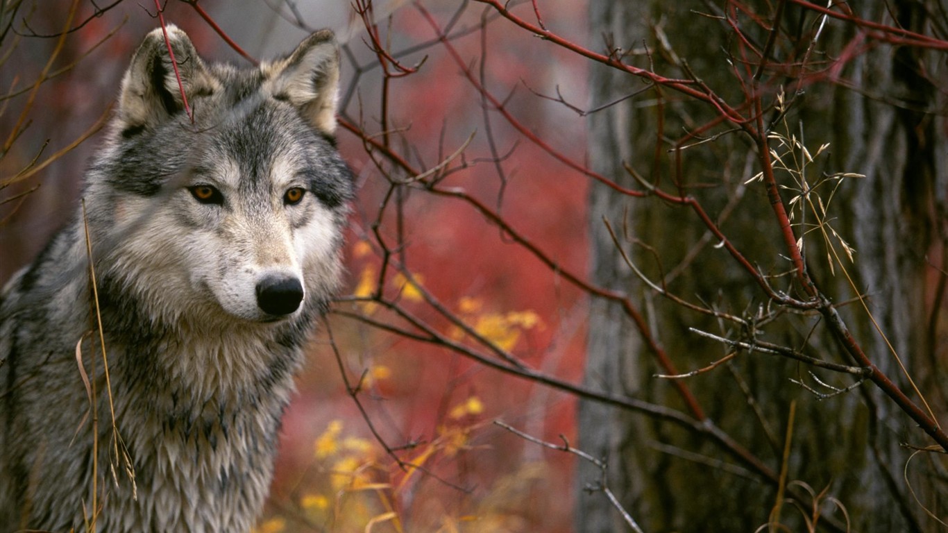 Fondo de pantalla del disco Lobo #7 - 1366x768