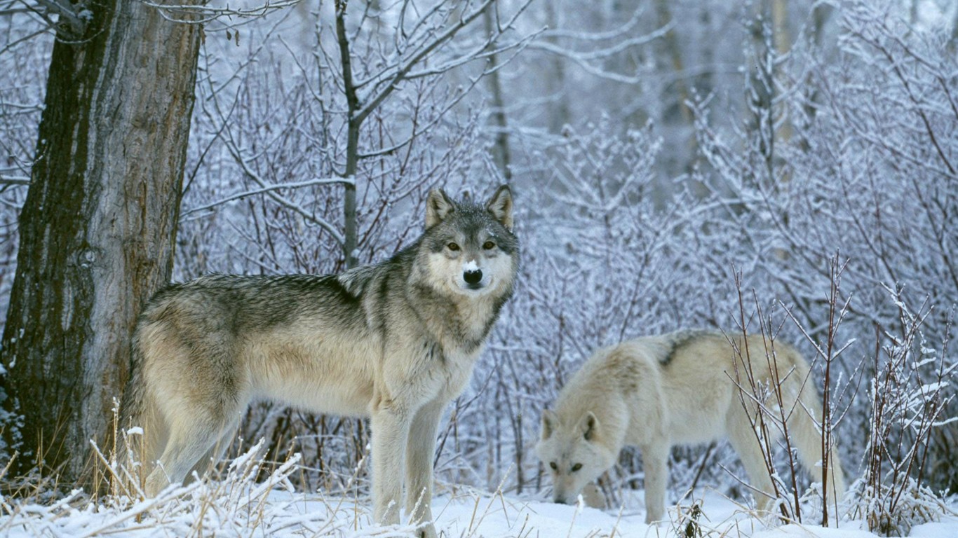 Wolf Wallpaper Album #10 - 1366x768