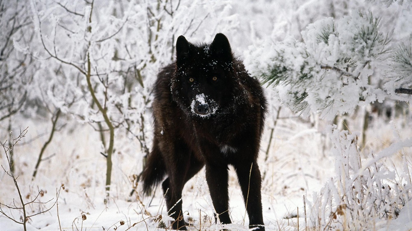 Wolf Wallpaper Album #11 - 1366x768