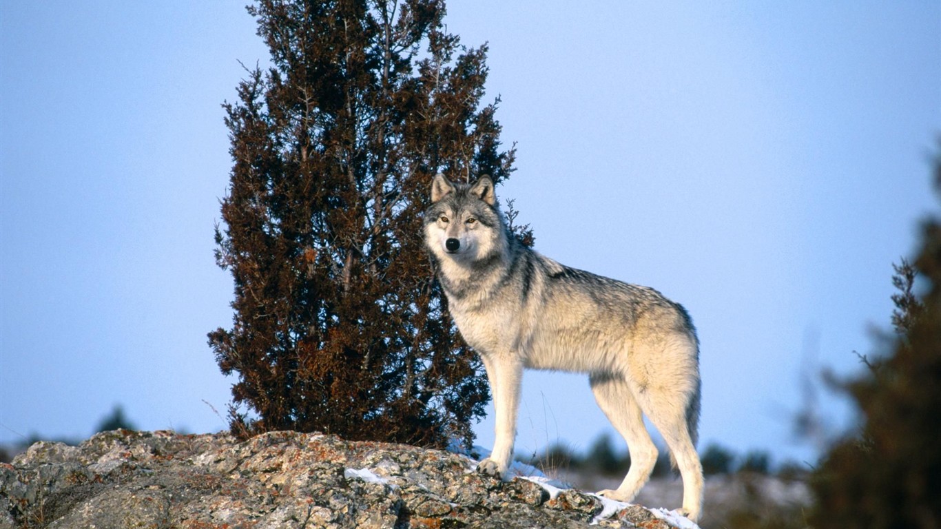 Album Wallpaper Wolf #15 - 1366x768