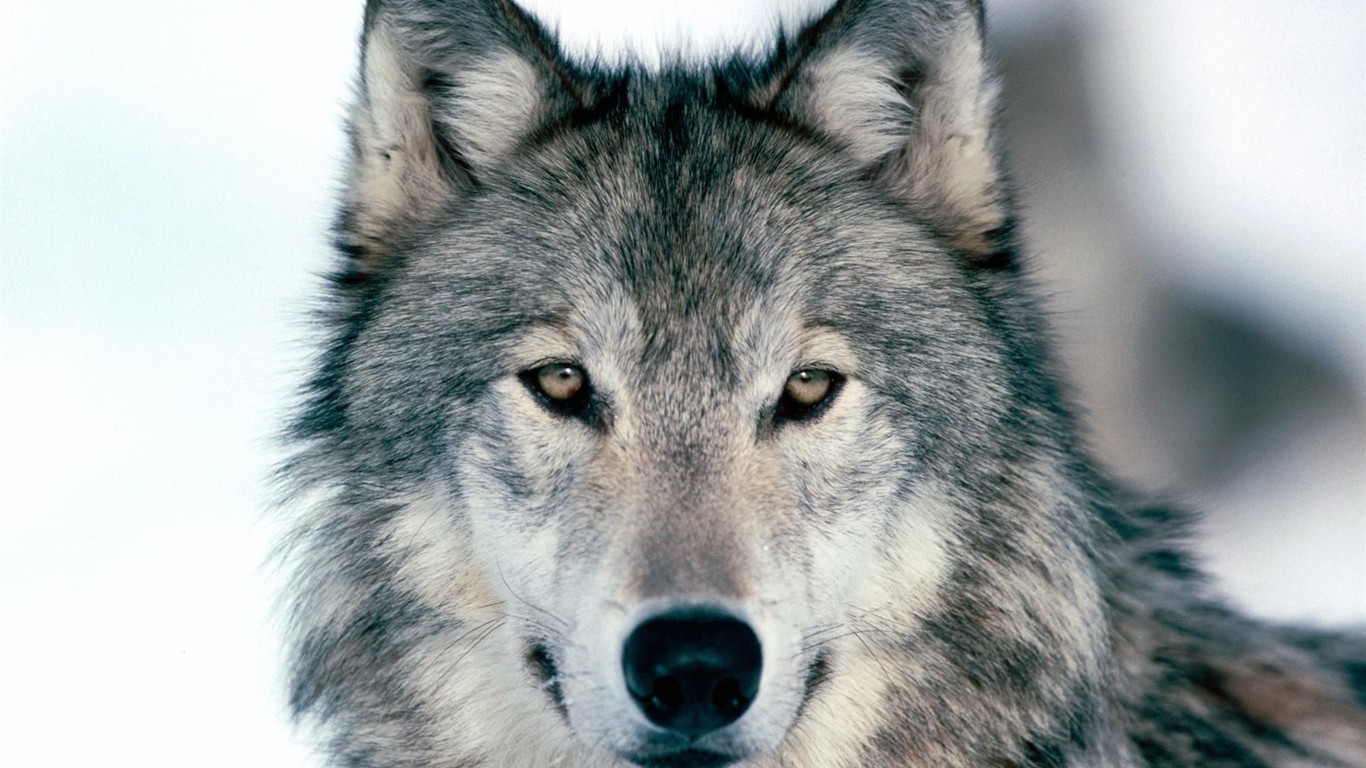 Wolf Wallpaper Album #18 - 1366x768