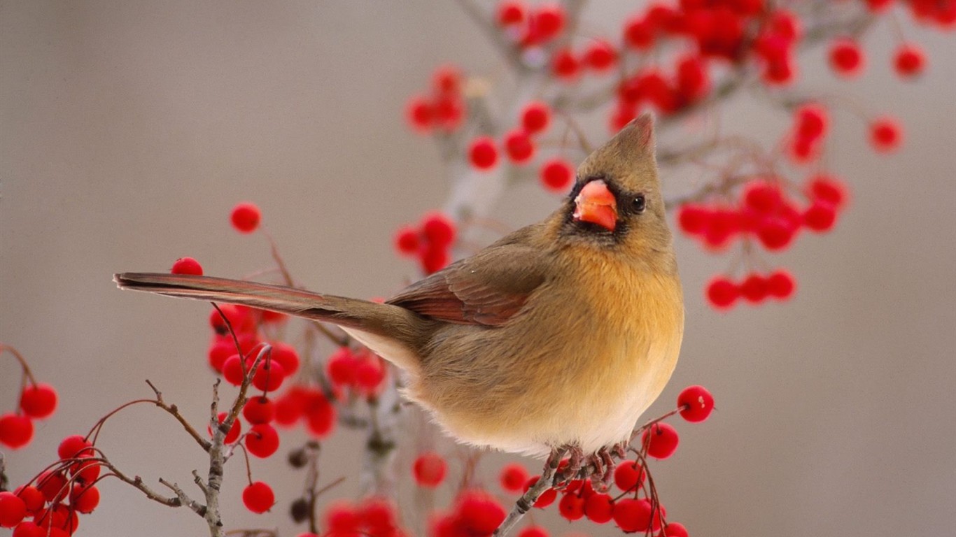 Beau fond d'écran photo d'oiseaux #3 - 1366x768