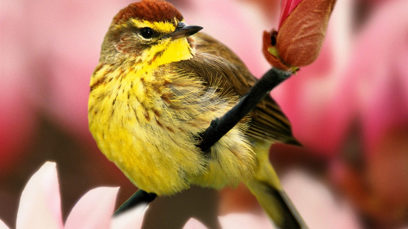 Krásný pták foto tapetu #4 - 1366x768