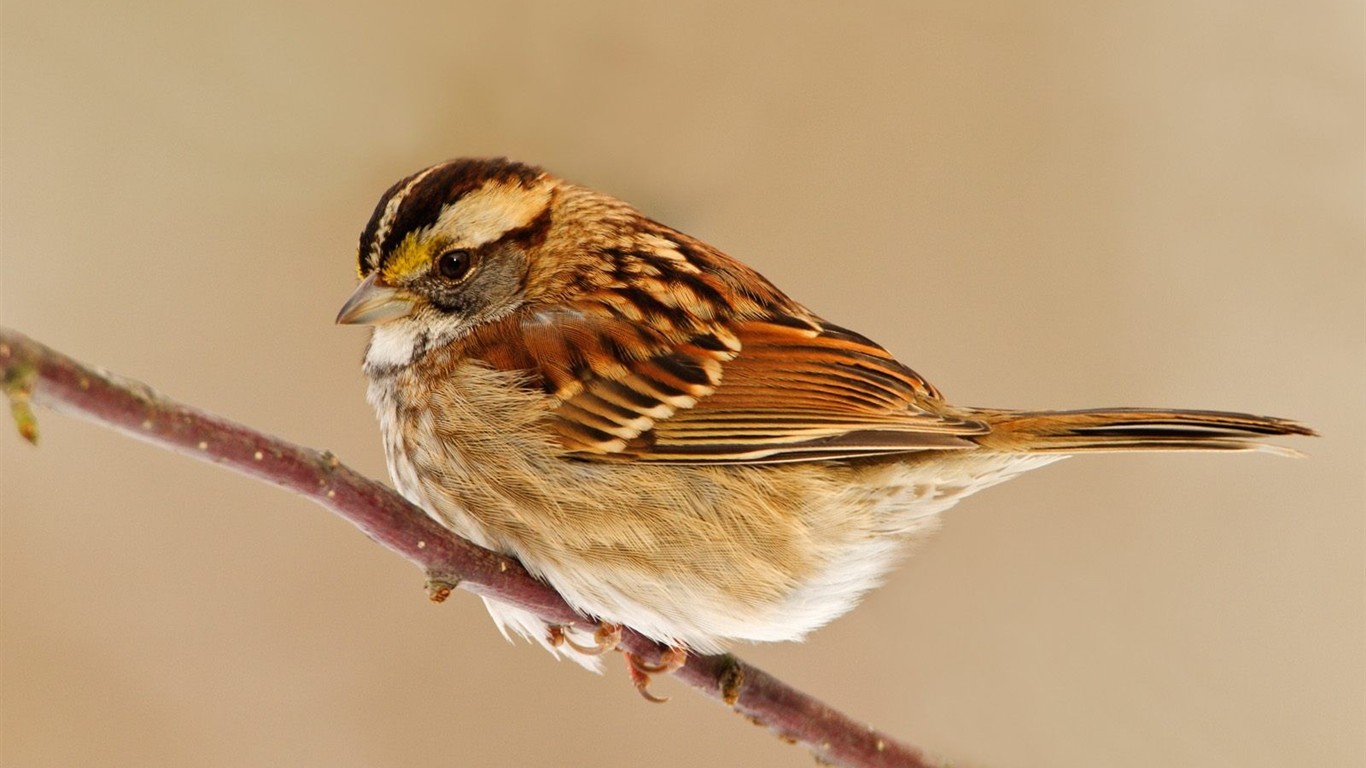 素敵な鳥の写真壁紙 #5 - 1366x768