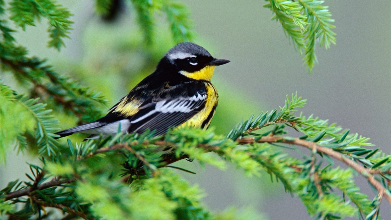 Lovely bird photo wallpaper #13 - 1366x768