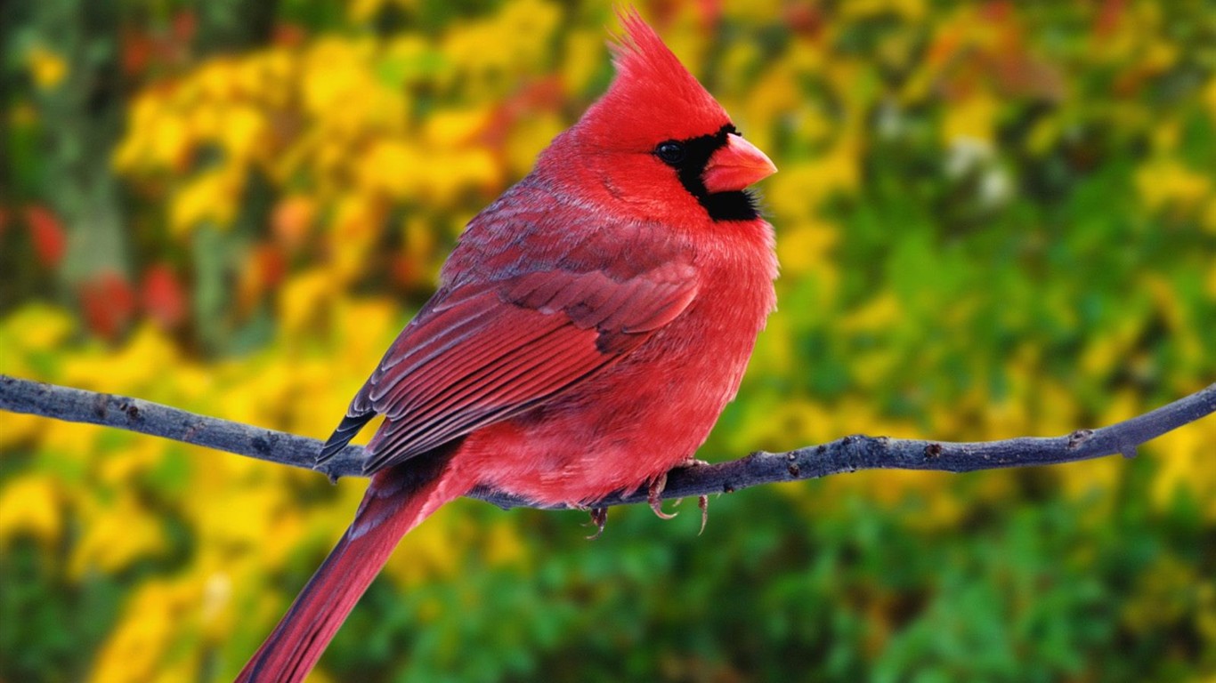 Beau fond d'écran photo d'oiseaux #14 - 1366x768