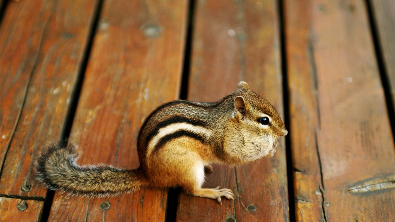 Cute Chipmunk Tapete #7 - 1366x768