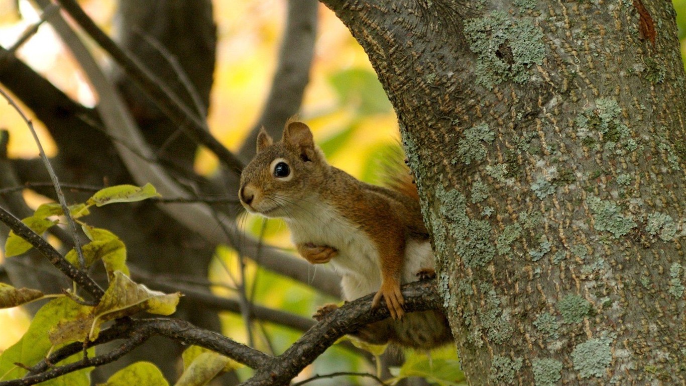 Cute chipmunk wallpaper #8 - 1366x768