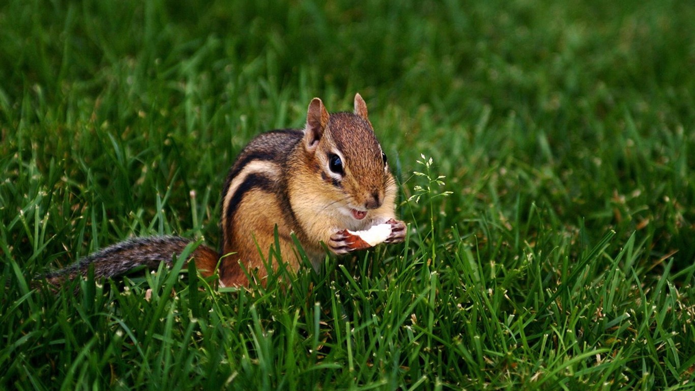 Cute Chipmunk Tapete #9 - 1366x768