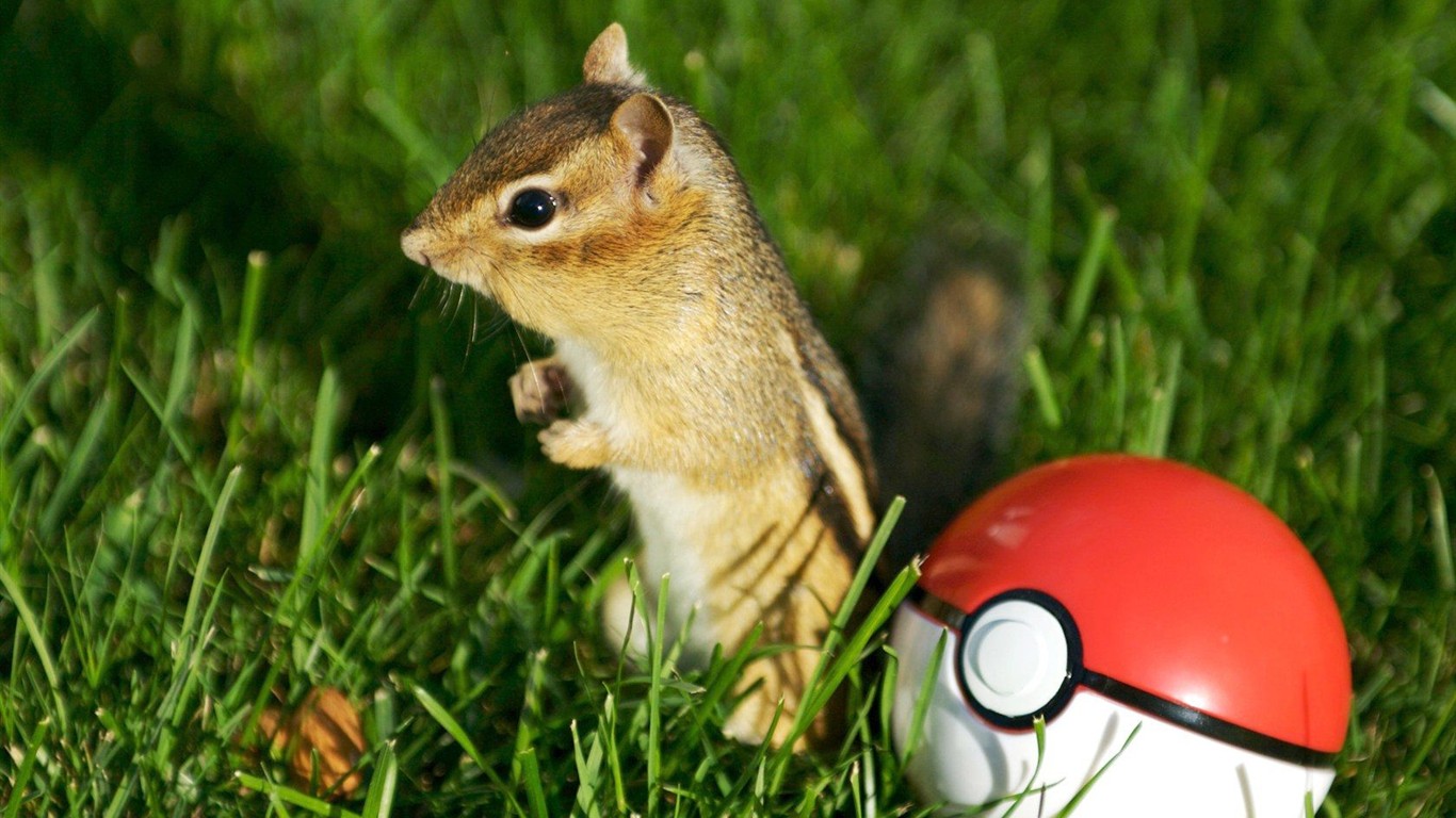 Cute chipmunk wallpaper #10 - 1366x768