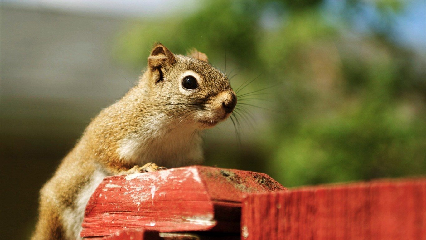 Cute chipmunk wallpaper #11 - 1366x768