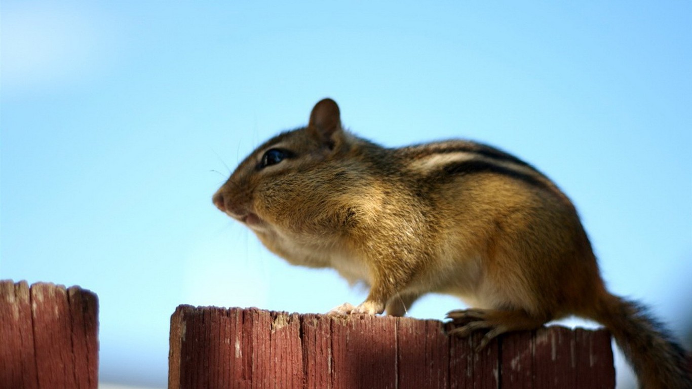 Cute chipmunk wallpaper #12 - 1366x768