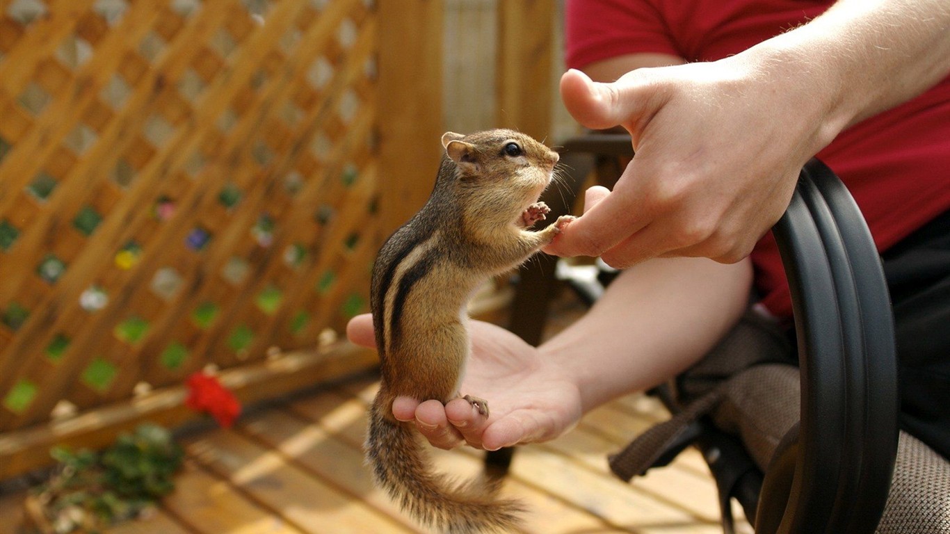 Cute Chipmunk Tapete #14 - 1366x768