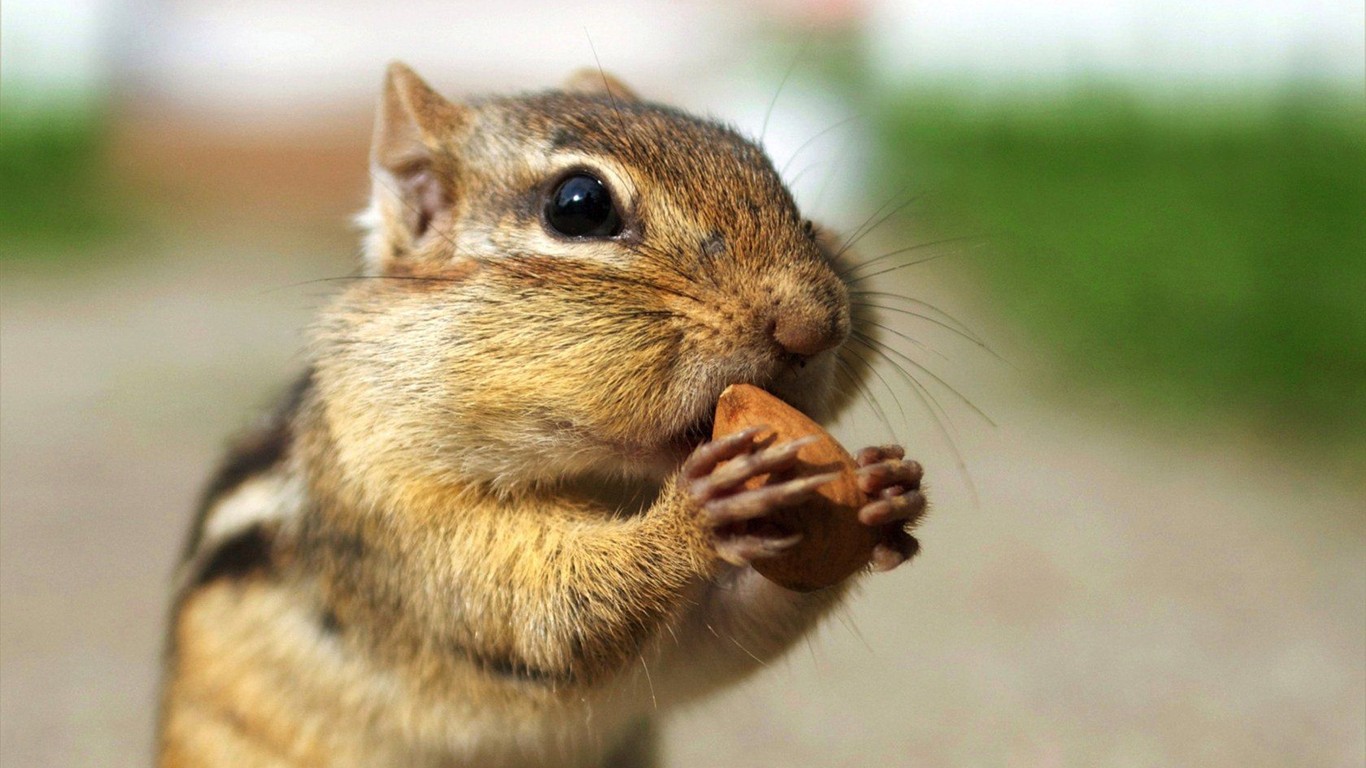 Cute Chipmunk Tapete #15 - 1366x768