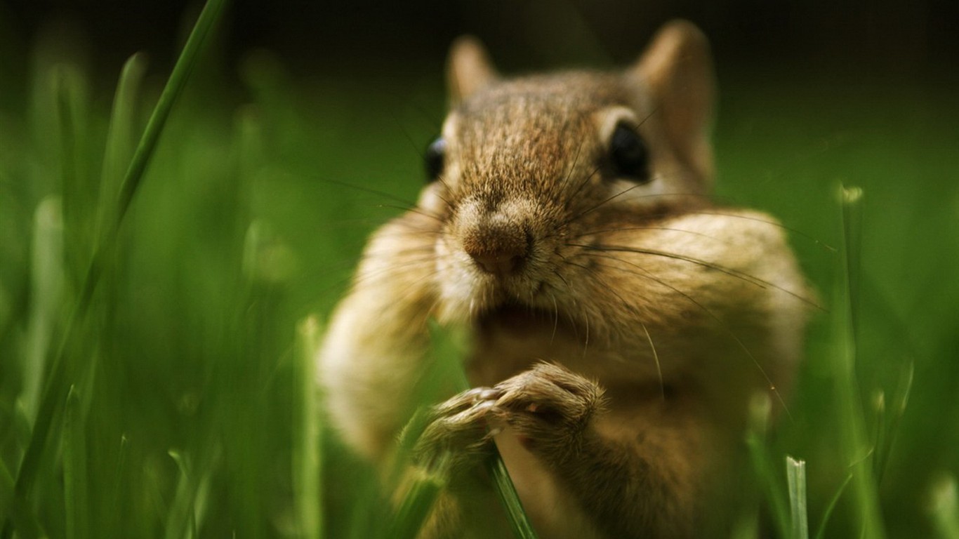 Cute Chipmunk Tapete #16 - 1366x768