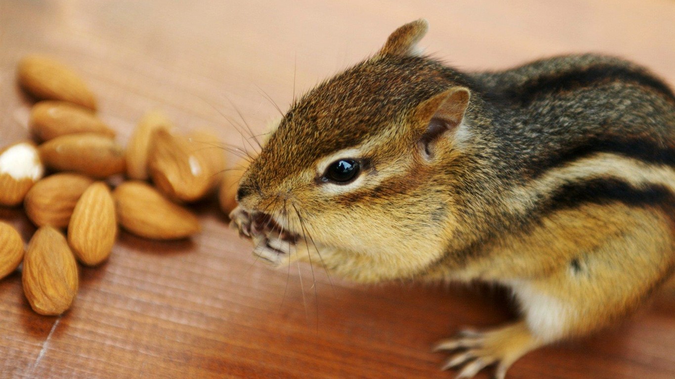 Cute chipmunk wallpaper #19 - 1366x768
