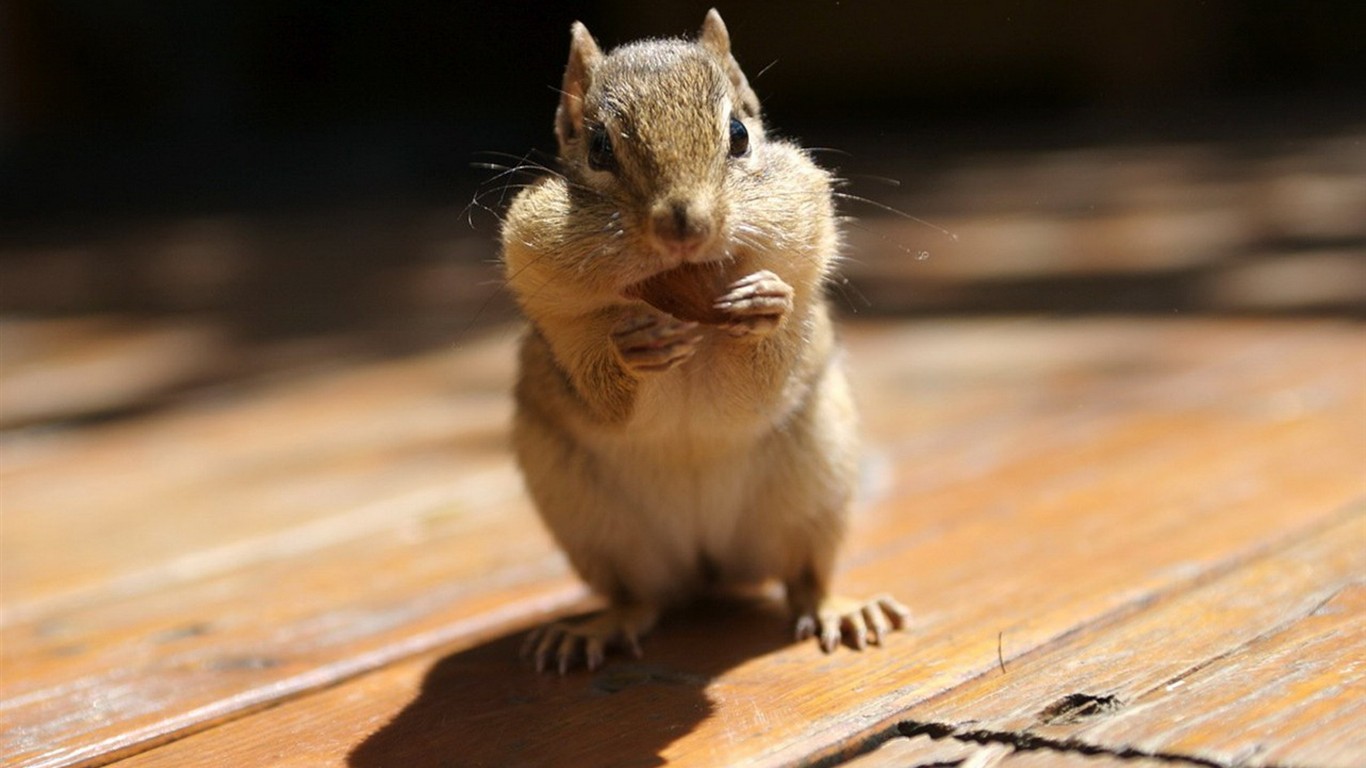 Cute Chipmunk Tapete #21 - 1366x768