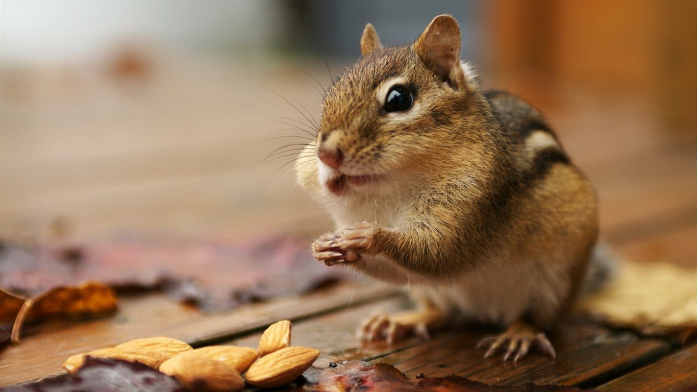 Cute Chipmunk Tapete #22 - 1366x768