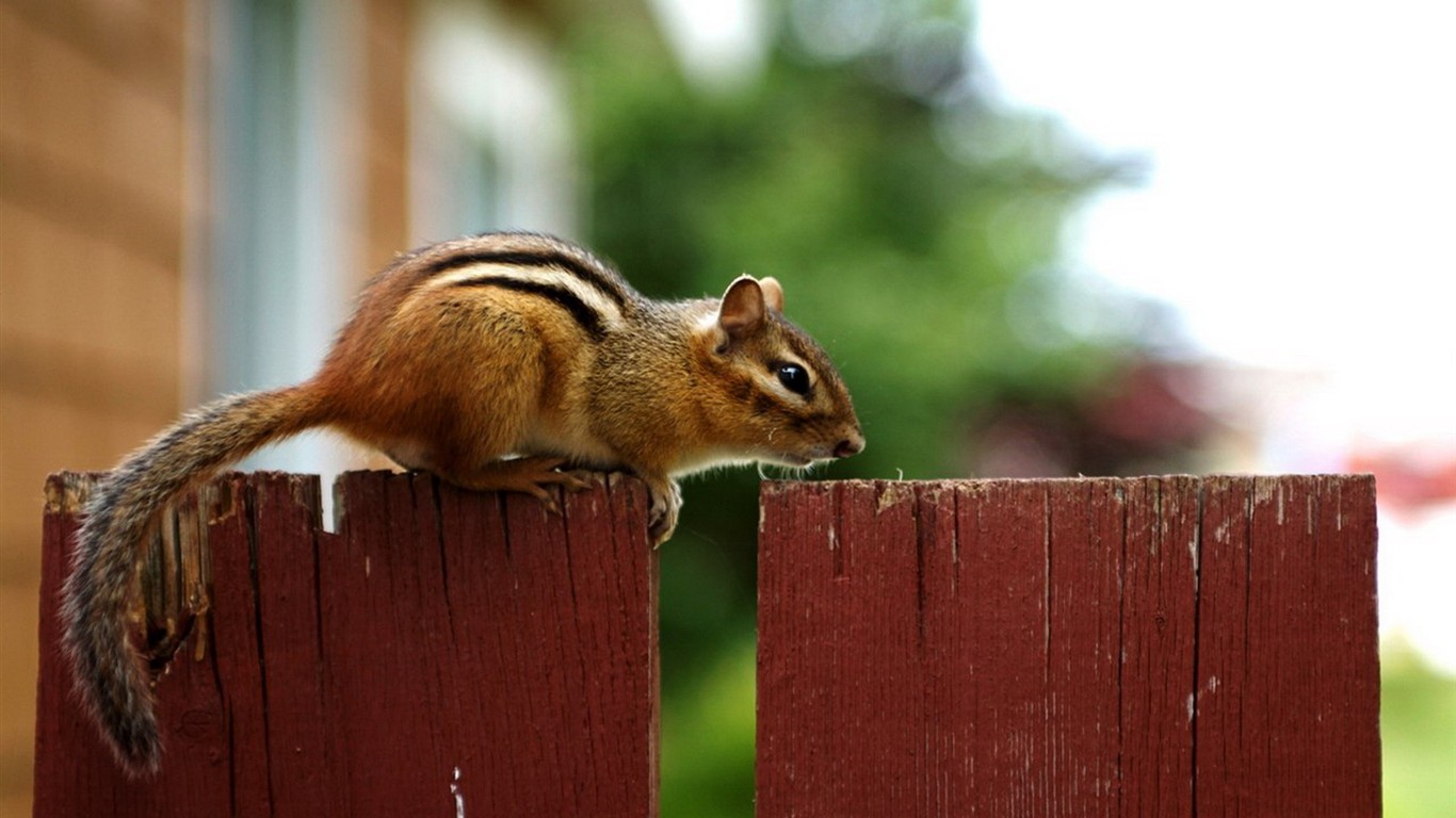 Cute Chipmunk Tapete #24 - 1366x768