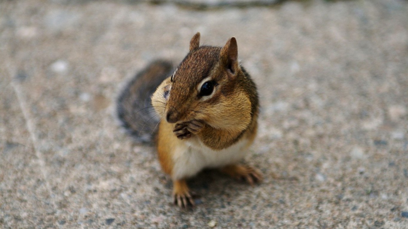 Cute Chipmunk Tapete #25 - 1366x768