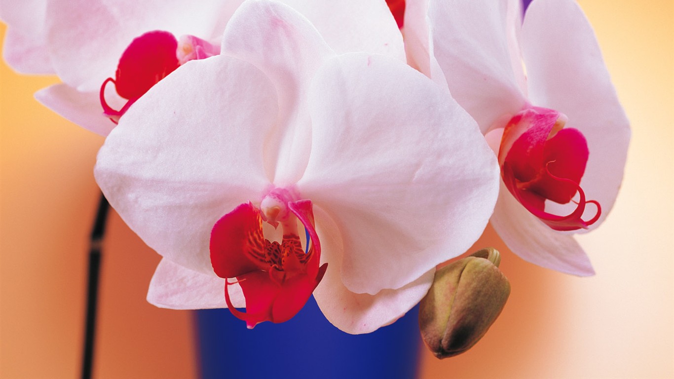 室內鮮花特輯(一) #3 - 1366x768