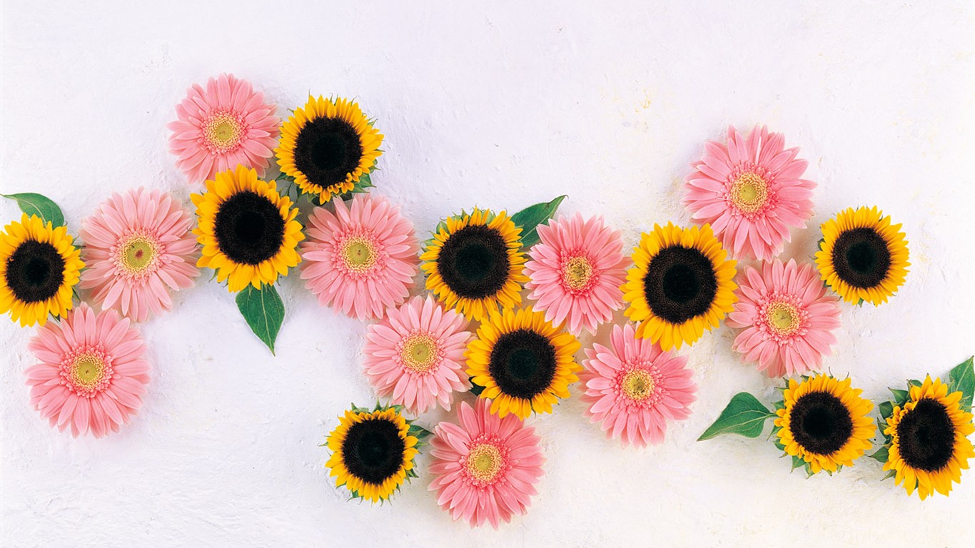 室內鮮花特輯(一) #6 - 1366x768