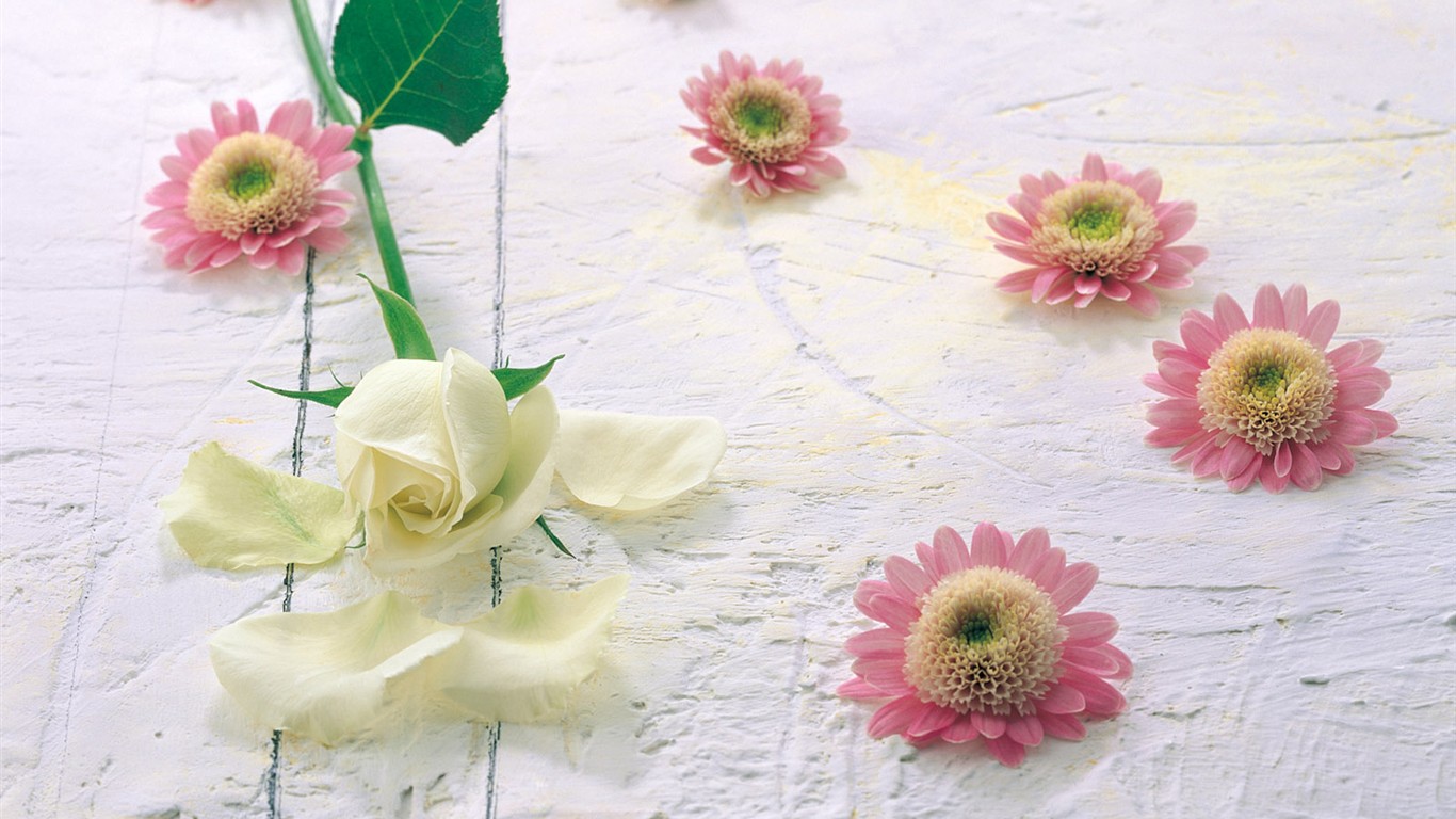 室內鮮花特輯(一) #8 - 1366x768