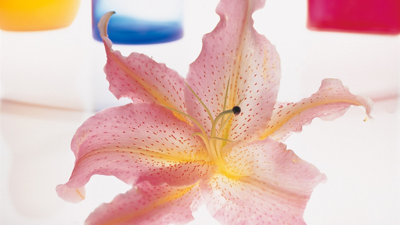 室內鮮花特輯(一) #16 - 1366x768