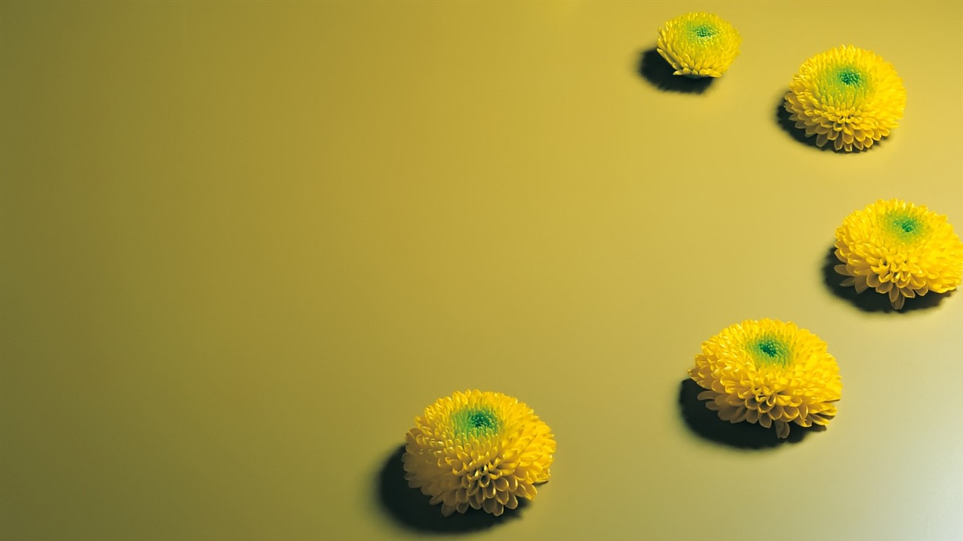 室內鮮花特輯(一) #21 - 1366x768