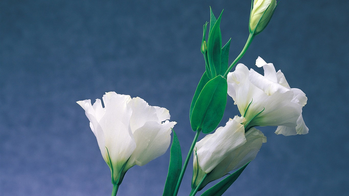 Fond d'écran de fleurs d'intérieur (1) #23 - 1366x768